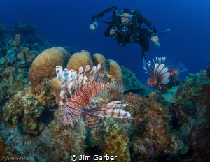 Lion Fish - Bonaire by Jim Garber 